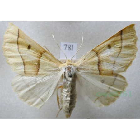 Crocallis elinguaria (Linnaeus, 1758) female Głazik nacierniak Czech78l